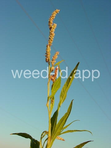 smartweed, pale